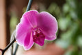 Colorful Orchid