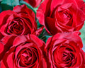 4 Red Roses