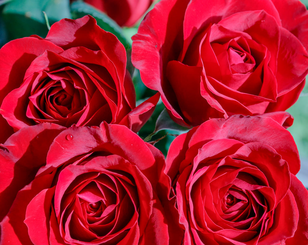 4 Red Roses