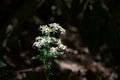 White & Yellow Wild Flowers