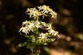 Wildflowers