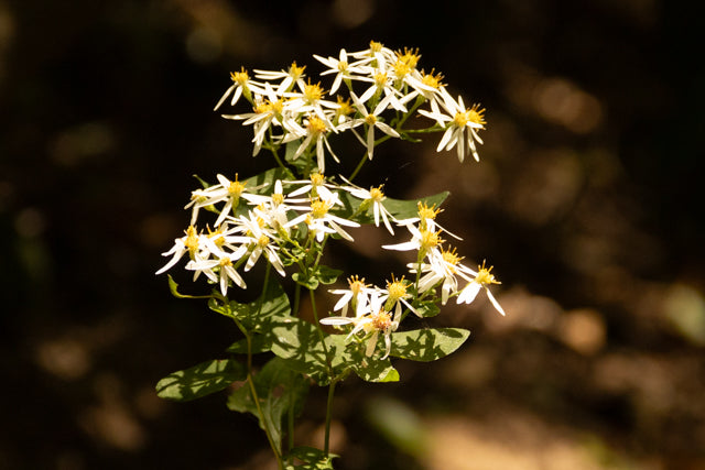 Wildflowers