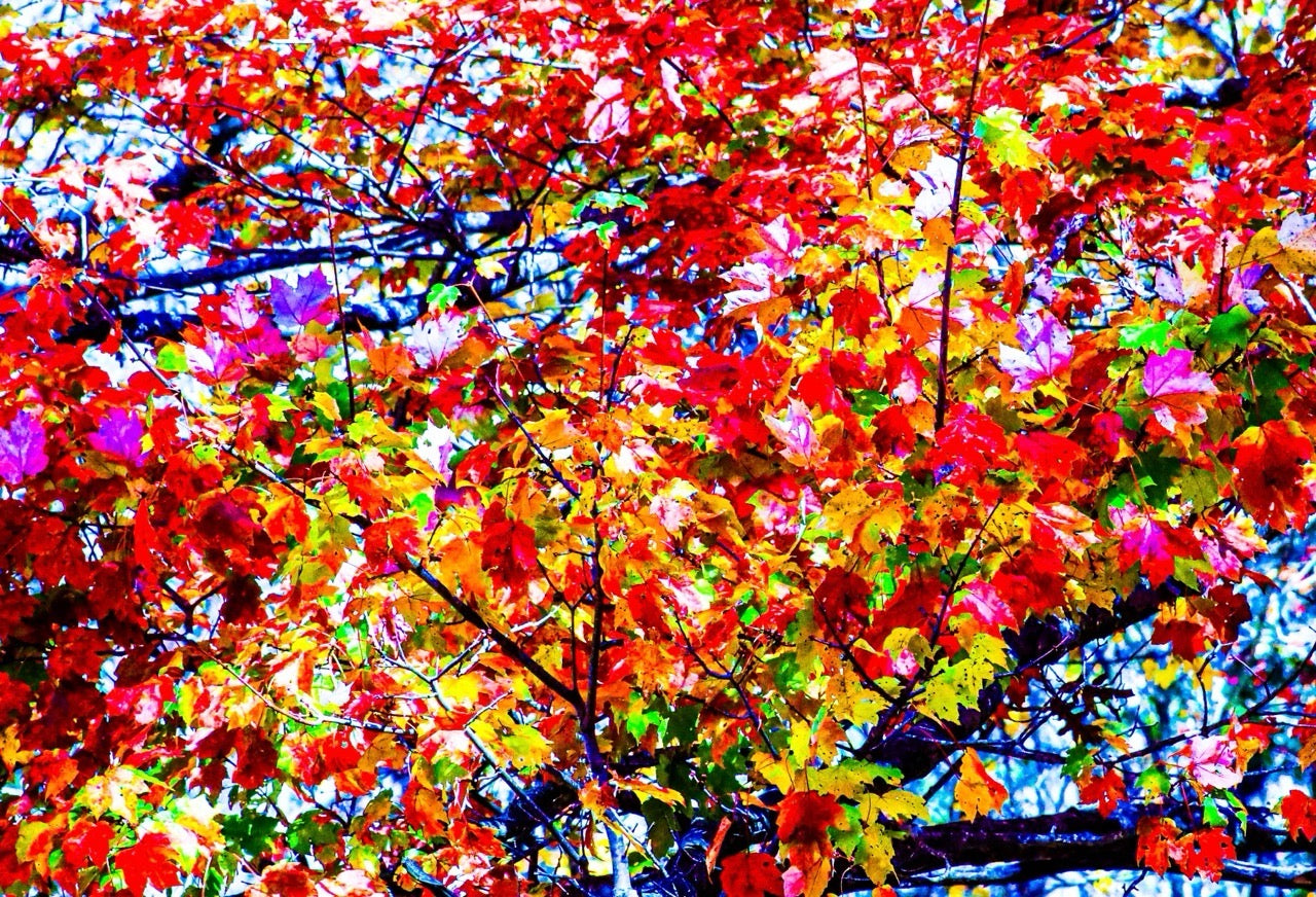 Fall Colors