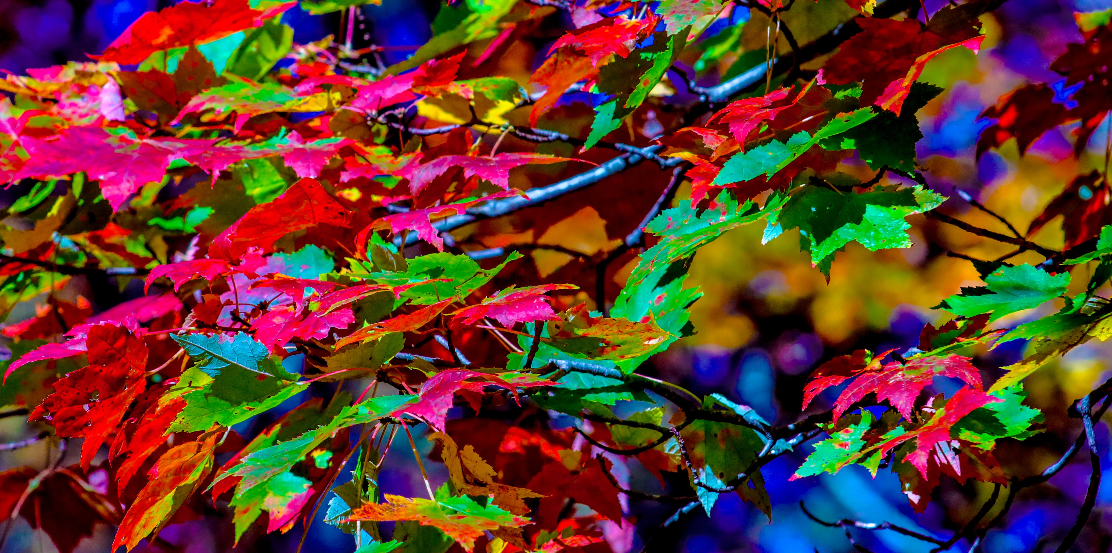 Fall Leaves