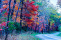 Autumn Leaves by Road – 11x14 Fine Art Print