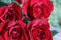 Roses
