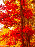AUTUM LEAVES