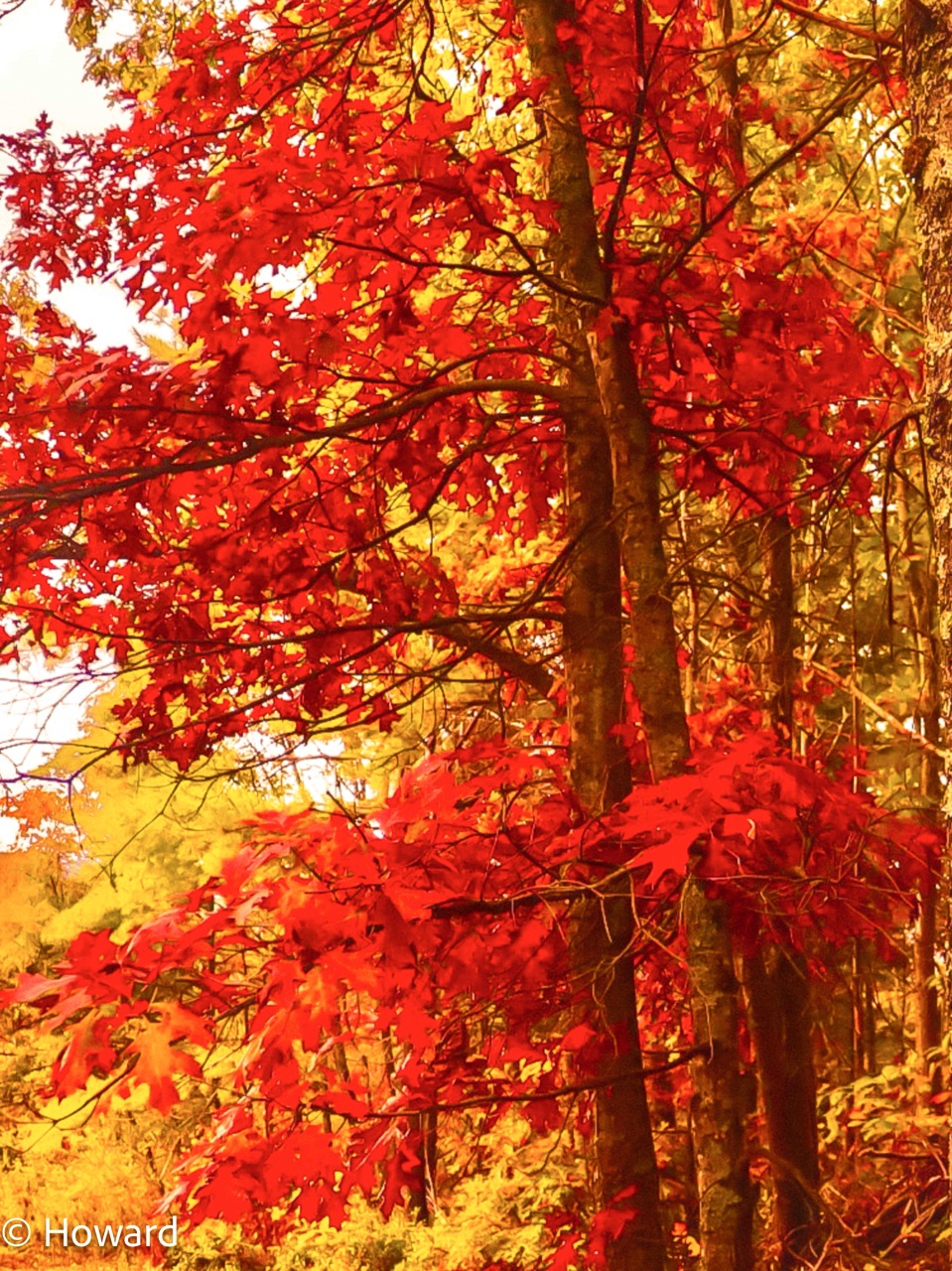 AUTUM LEAVES